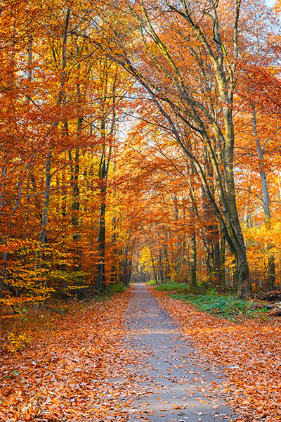 An autumnal forest with a walkway through the middle