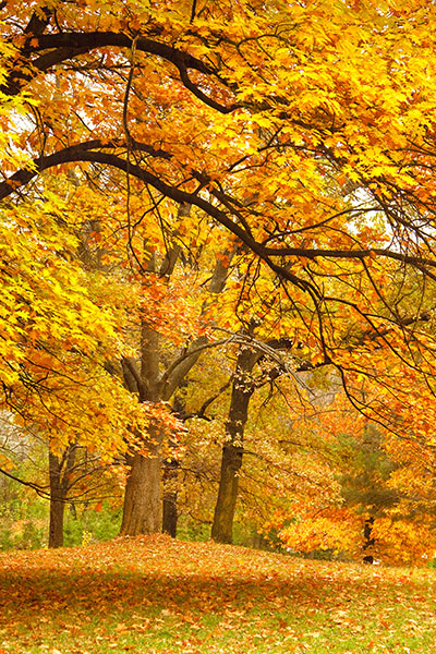 A park with autumn leaves on the grass