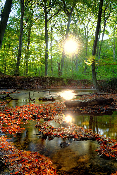 Riverside scene surrounded by trees